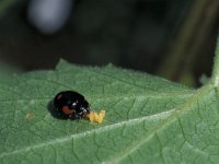 Exochomus quadripustulatus 1, Viervleklieveheersbeestje, Saxifraga-Frits Bink