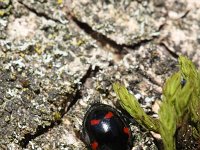 Exochomus quadripustulatus 4, Viervleklieveheersbeestje, Saxifraga-Rutger Barendse