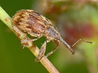 Furcipus rectirostris, Bird-Cherry Weevil