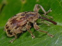 Furcipus rectirostris #13089 : Furcipus rectirostris, Cherry Weevil, Kersenpitkever