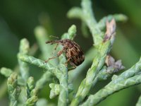 Furcipus rectirostris 3, Kersenpitkever, Saxifraga-Rutger Barendse