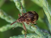 Furcipus rectirostris 4, Kersenpitkever, Saxifraga-Rutger Barendse