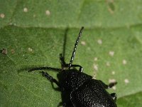 Galeruca tanaceti 2, Wormkruidhaantje, Saxifraga-Rutger Barendse