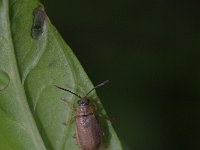 Galerucella lineola 1, Klein wilgenhaantje, Saxifraga-Rutger Barendse