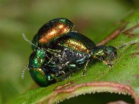 Gastrophysa viridula 1, Groen zuringhaantje, Saxifraga-Ab H Baas