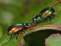 Gastrophysa viridula 2, Groen zuringhaantje, Saxifraga-Ab H Baas