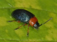 Gastrophysa polygoni #08085 : Gastrophysa polygoni, Tweekleurig zuringhaantje