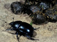 Geotrupes stercorarius 1, Gedoornde mestkever, Saxifraga-Frits Bink