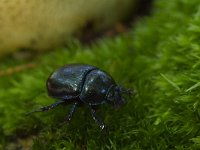 Gewone mestkever : Geotrupes stercorarius