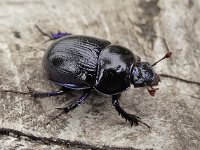 Geotrupes stercorarius 3, Gedoornde mestkever, Saxifraga-Ab H Baas