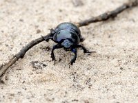 Geotrupes stercorarius 5, Gedoornde mestkever, Saxifraga-Bart Vastenhouw