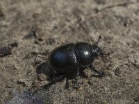 Geotrupes stercorosus 1, Bosmestkever, Saxifraga-Willem van Kruijsbergen