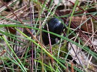 Geotrupes stercorosus 4, Bosmestkever, Saxifraga-Tom Heijnen