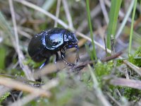 Geotrupes stercorosus 5, Bosmestkever, Saxifraga-Tom Heijnen