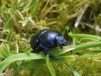 Voorjaarsmestkever Geotrupes vernalis