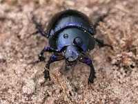 Geotrupes vernalis 3, Voorjaarsmestkever, Saxifraga-Tom Heijnen