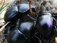 Geotrupes vernalis 5, Voorjaarsmestkever, Saxifraga-Tom Heijnen