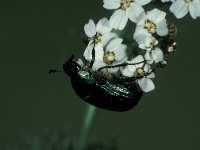 Gnorimus nobilis, Noble Chafer