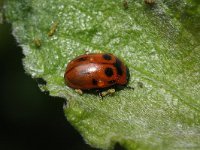 Gonioctena viminalis 1, Rood struikhaantje, Saxifraga-Rutger Barendse