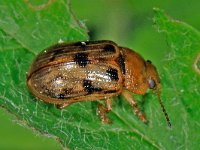 Gonioctena quinquepunctata 1, Vijfstippelig struikhaantje, Saxifraga-Ab H Baas