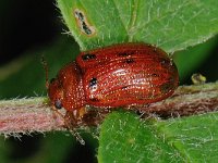 Gonioctena quinquepunctata 2, Vijfstippelig struikhaantje, Saxifraga-Ab H Baas