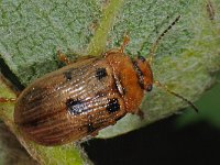 Gonioctena quinquepunctata 3, Vijfstippelig struikhaantje, Saxifraga-Ab H Baas