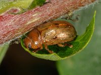 Gonioctena quinquepunctata 4, Vijfstippelig struikhaantje, Saxifraga-Ab H Baas