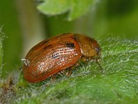 Gonioctena quinquepunctata #06654 : Gonioctena quinquepunctata