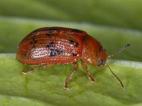 Gonioctena quinquepunctata #06696 : Gonioctena quinquepunctata