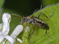 Grammoptera ruficornis #11922 : Grammoptera ruficornis