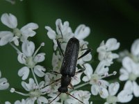 Grammoptera ruficornis 2, Gewone bloesemboktor, Saxifraga-Rutger Barendse