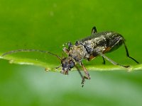 Grammoptera ruficornis 3, Gewone bloesemboktor, Saxifraga-Ab H Baas