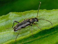 Grammoptera ruficornis 4, Gewone bloesemboktor, Saxifraga-Ab H Baas