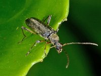 Grammoptera ruficornis 5, Gewone bloesemboktor, Saxifraga-Ab H Baas