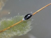 Gyrinus marinus 1, Saxifraga-Rutger Barendse