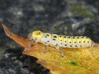 Halyzia sedecimguttata 01 #09213 : Meeldauwlieveheersbeestje, Orange Ladybird, Halyzia sedecimguttata, Larva