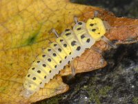 Halyzia sedecimguttata 01 #09215 : Meeldauwlieveheersbeestje, Orange Ladybird, Halyzia sedecimguttata, Larva