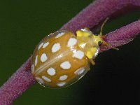 Halyzia sedecimguttata #09123 : Meeldauwlieveheersbeestje, Orange Ladybird, Halyzia sedecimguttata