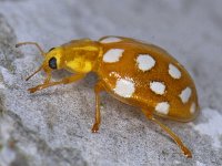 Halyzia sedecimguttata #10438 : Meeldauwlieveheersbeestje, Orange Ladybird, Halyzia sedecimguttata