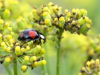 Harmonia axyridis f spectabilis 1, Viervlekkig Aziatisch lieveheersbeestje, Saxifraga-Tom Heijnen