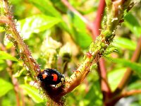 Harmonia axyridis f spectabilis 3, Viervlekkig Aziatisch lieveheersbeestje, Saxifraga-Bart Vastenhouw