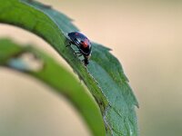 Harmonia axyridis f spectabilis 4, Viervlekkig Aziatisch lieveheersbeestje, Saxifraga-Tom Heijnen