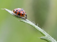 Harmonia axyridis f succinea 1, Veelstippelig Aziatisch lieveheersbeestje, Saxifraga-Tom Heijnen