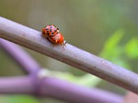 Harmonia axyridis f succinea 4, Veelstippelig Aziatisch lieveheersbeestje, Saxifraga-Tom Heijnen