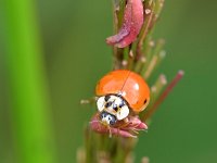 Harmonia axyridis f succinea 5, Veelstippelig Aziatisch lieveheersbeestje, Saxifraga-Tom Heijnen