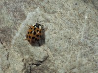 Harmonia axyridis 1, Aziatisch lieveheersbeestje, ex larva, Saxifraga-Frits Bink