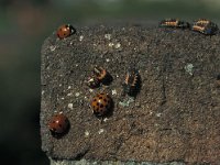 Harmonia axyridis 2, Aziatisch lieveheersbeestje, Saxifraga-Frits Bink