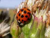 Harmonia axyridis 25, Aziatisch lieveheersbeestje, Saxifraga-Peter Meininger