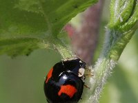 Harmonia axyridis 28, Aziatisch lieveheersbeestje, Saxifraga-Rutger Barendse