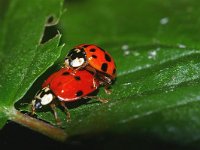 Harmonia axyridis 29, Aziatisch lieveheersbeestje, Foto Fitis-Sytske Dijksen